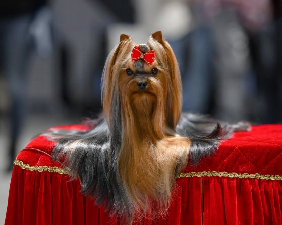 ELM DENDI LE ROI HENRI — Labaza DogPedigree YorkshireTerrier